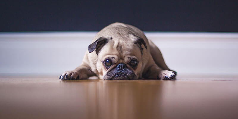 Photo by Matthew Henry on Unsplash trauriger Hund